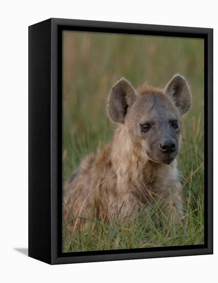 Spotted Hyena, Mombo Area, Chief's Island, Okavango Delta, Botswana-Pete Oxford-Framed Premier Image Canvas