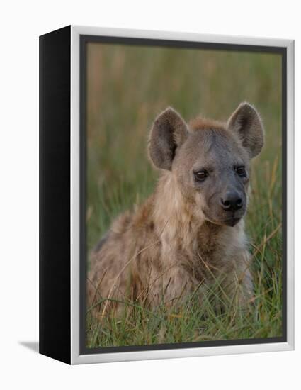 Spotted Hyena, Mombo Area, Chief's Island, Okavango Delta, Botswana-Pete Oxford-Framed Premier Image Canvas