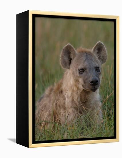 Spotted Hyena, Mombo Area, Chief's Island, Okavango Delta, Botswana-Pete Oxford-Framed Premier Image Canvas