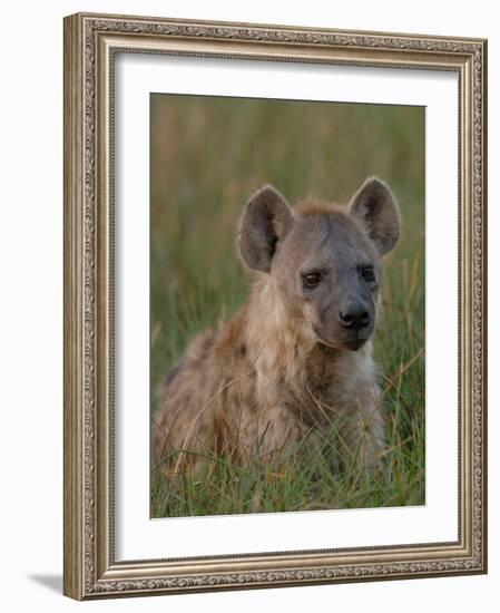 Spotted Hyena, Mombo Area, Chief's Island, Okavango Delta, Botswana-Pete Oxford-Framed Photographic Print