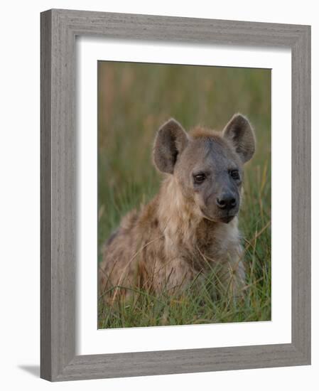 Spotted Hyena, Mombo Area, Chief's Island, Okavango Delta, Botswana-Pete Oxford-Framed Photographic Print