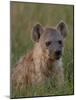 Spotted Hyena, Mombo Area, Chief's Island, Okavango Delta, Botswana-Pete Oxford-Mounted Photographic Print