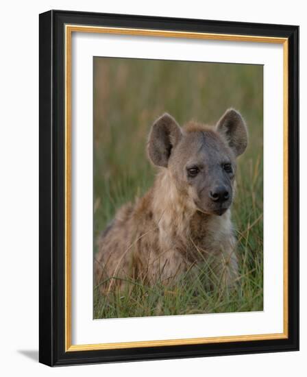 Spotted Hyena, Mombo Area, Chief's Island, Okavango Delta, Botswana-Pete Oxford-Framed Photographic Print