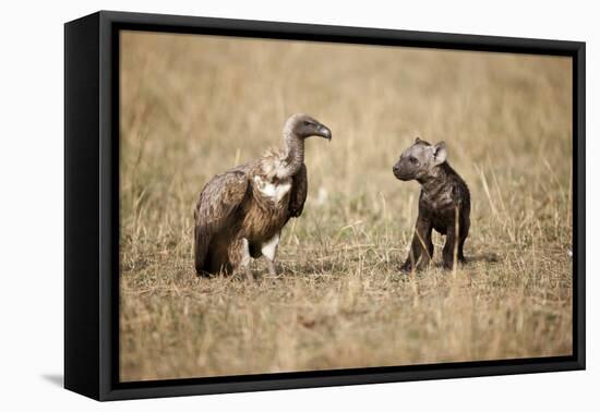 Spotted Hyena Pup and Whitebacked Vulture-Paul Souders-Framed Premier Image Canvas