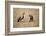 Spotted Hyena Pup and Whitebacked Vulture-Paul Souders-Framed Photographic Print