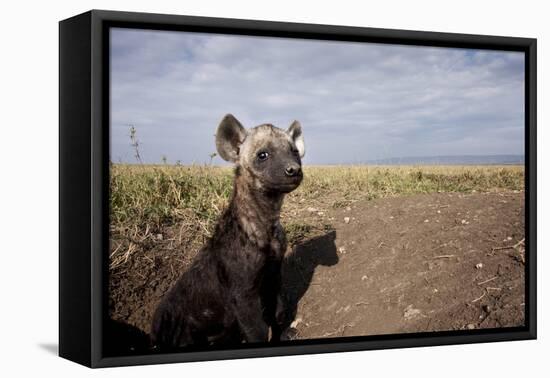 Spotted Hyena Pup-null-Framed Premier Image Canvas