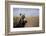 Spotted Hyena Pup-null-Framed Photographic Print