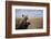 Spotted Hyena Pup-null-Framed Photographic Print