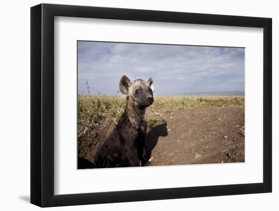 Spotted Hyena Pup-null-Framed Photographic Print