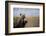 Spotted Hyena Pup-null-Framed Photographic Print