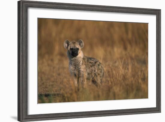 Spotted Hyena Pup-null-Framed Photographic Print