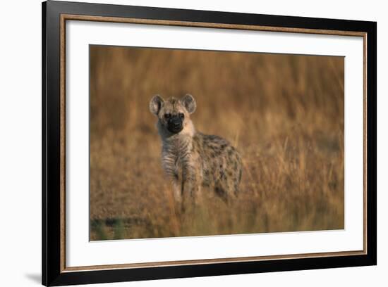 Spotted Hyena Pup-null-Framed Photographic Print