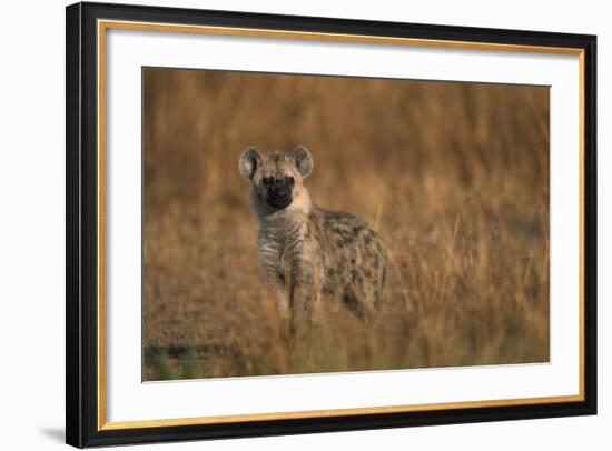 Spotted Hyena Pup-null-Framed Photographic Print