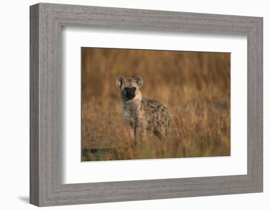 Spotted Hyena Pup-null-Framed Photographic Print