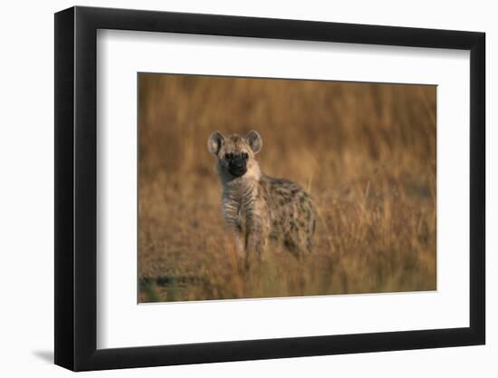 Spotted Hyena Pup-null-Framed Photographic Print