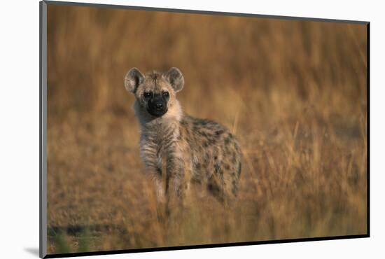 Spotted Hyena Pup-null-Mounted Photographic Print