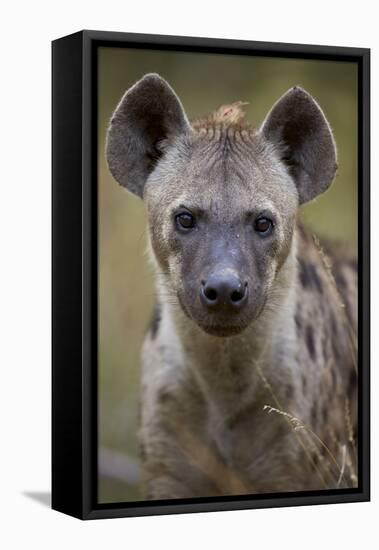 Spotted Hyena (Spotted Hyaena) (Crocuta Crocuta), Kruger National Park, South Africa, Africa-James Hager-Framed Premier Image Canvas