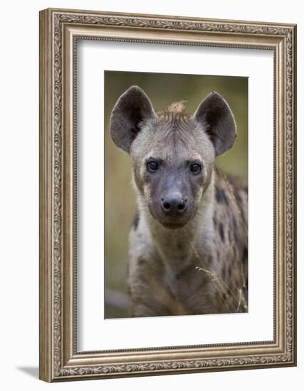 Spotted Hyena (Spotted Hyaena) (Crocuta Crocuta), Kruger National Park, South Africa, Africa-James Hager-Framed Photographic Print
