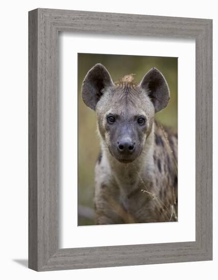 Spotted Hyena (Spotted Hyaena) (Crocuta Crocuta), Kruger National Park, South Africa, Africa-James Hager-Framed Photographic Print