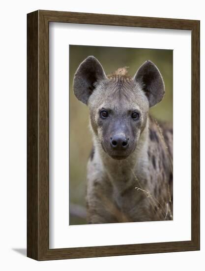 Spotted Hyena (Spotted Hyaena) (Crocuta Crocuta), Kruger National Park, South Africa, Africa-James Hager-Framed Photographic Print