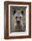 Spotted Hyena (Spotted Hyaena) (Crocuta Crocuta), Kruger National Park, South Africa, Africa-James Hager-Framed Photographic Print