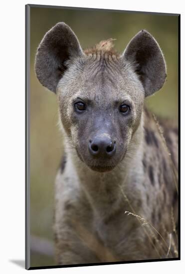Spotted Hyena (Spotted Hyaena) (Crocuta Crocuta), Kruger National Park, South Africa, Africa-James Hager-Mounted Photographic Print