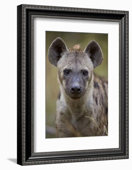 Spotted Hyena (Spotted Hyaena) (Crocuta Crocuta), Kruger National Park, South Africa, Africa-James Hager-Framed Photographic Print