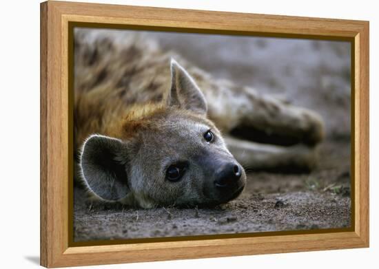 Spotted Hyena-Paul Souders-Framed Premier Image Canvas