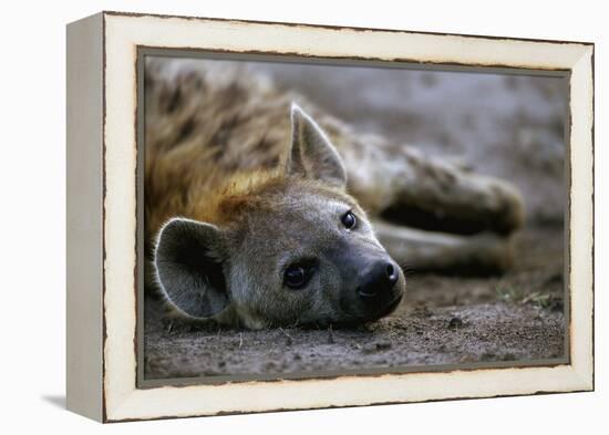 Spotted Hyena-Paul Souders-Framed Premier Image Canvas