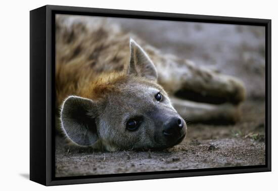 Spotted Hyena-Paul Souders-Framed Premier Image Canvas