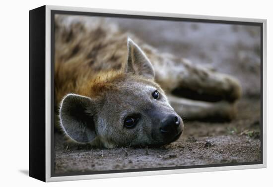 Spotted Hyena-Paul Souders-Framed Premier Image Canvas