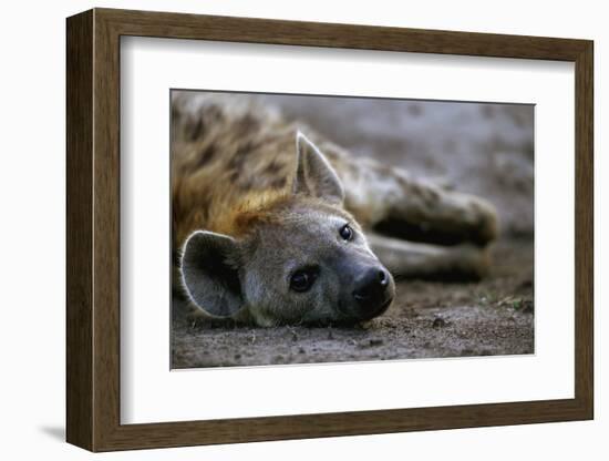 Spotted Hyena-Paul Souders-Framed Photographic Print