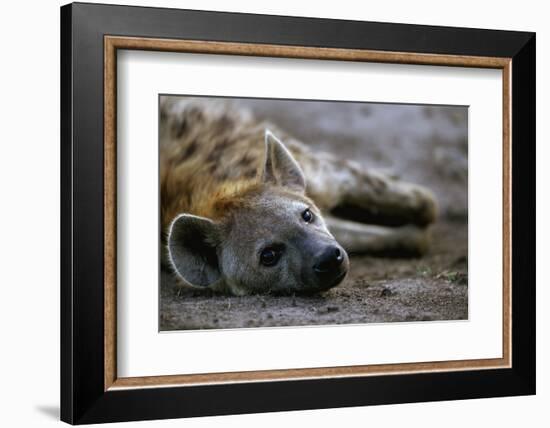 Spotted Hyena-Paul Souders-Framed Photographic Print