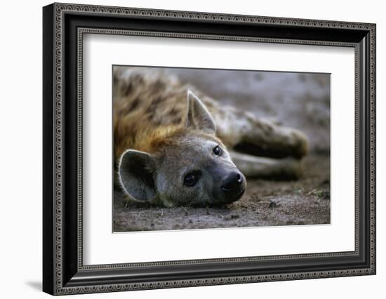 Spotted Hyena-Paul Souders-Framed Photographic Print