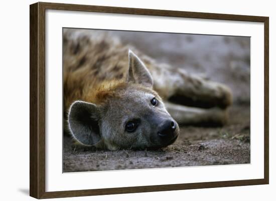 Spotted Hyena-Paul Souders-Framed Photographic Print