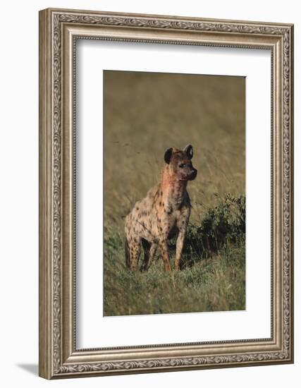 Spotted Hyena-DLILLC-Framed Photographic Print