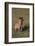 Spotted Hyena-DLILLC-Framed Photographic Print