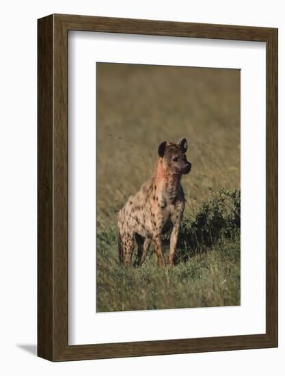 Spotted Hyena-DLILLC-Framed Photographic Print