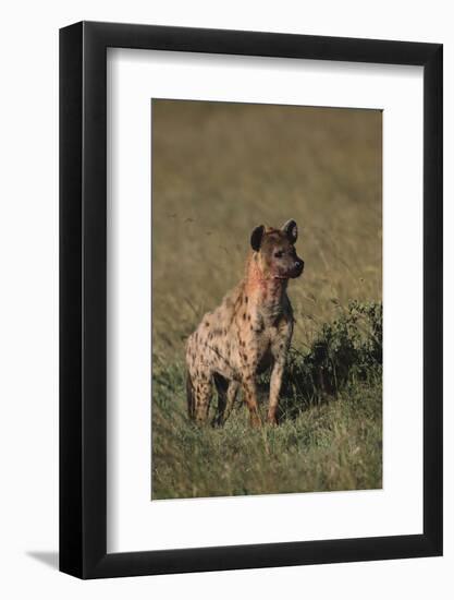 Spotted Hyena-DLILLC-Framed Photographic Print