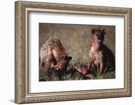 Spotted Hyenas Feeding on Carcass-DLILLC-Framed Photographic Print