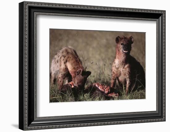 Spotted Hyenas Feeding on Carcass-DLILLC-Framed Photographic Print