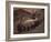 Spotted Hyenas, Kruger National Park, South Africa, Africa-Paul Allen-Framed Photographic Print