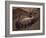 Spotted Hyenas, Kruger National Park, South Africa, Africa-Paul Allen-Framed Photographic Print