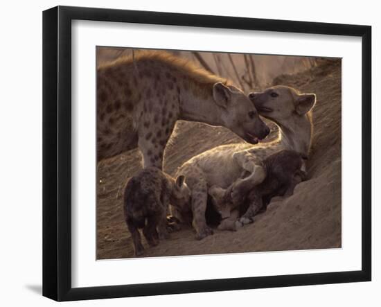 Spotted Hyenas, Kruger National Park, South Africa, Africa-Paul Allen-Framed Photographic Print