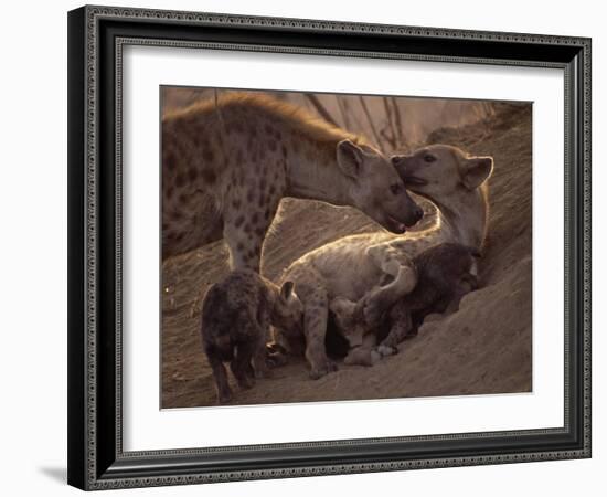 Spotted Hyenas, Kruger National Park, South Africa, Africa-Paul Allen-Framed Photographic Print