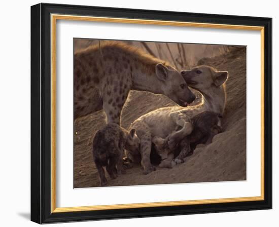 Spotted Hyenas, Kruger National Park, South Africa, Africa-Paul Allen-Framed Photographic Print