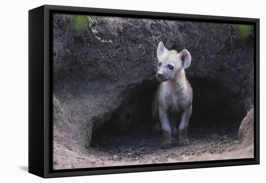 Spotted Hyenas Looking out from Den-DLILLC-Framed Premier Image Canvas