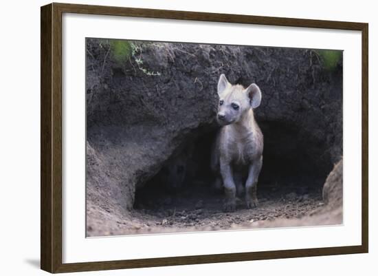 Spotted Hyenas Looking out from Den-DLILLC-Framed Photographic Print