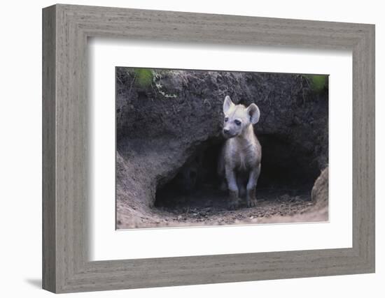 Spotted Hyenas Looking out from Den-DLILLC-Framed Photographic Print