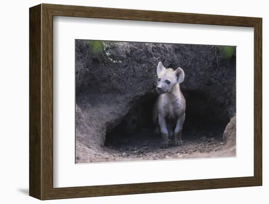 Spotted Hyenas Looking out from Den-DLILLC-Framed Photographic Print